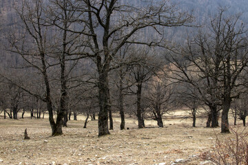 trees in the morning
