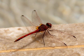 dragonfly close up