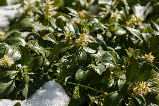Pachysandra terminalis, the Japanese pachysandra, carpet box or Japanese spurge, is a species of flowering plant in the boxwood family Buxaceae
