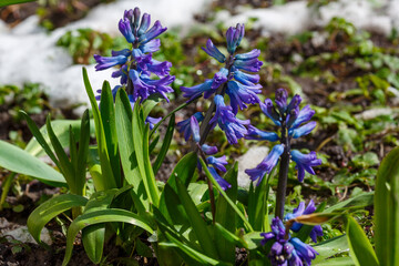 Obraz premium Beautiful hyacinth flowering in snow in spring field
