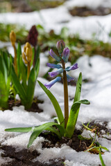 Beautiful hyacinth flowering in snow in spring field