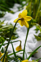 An early-flowering plant in the snow. Yellow daffodils in the snow