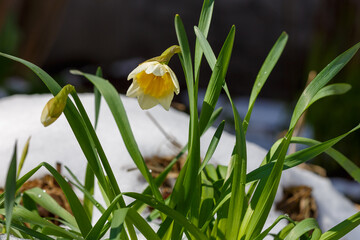 An early-flowering plant in the snow. Yellow daffodils in the snow_17.jpg, An early-flowering plant...