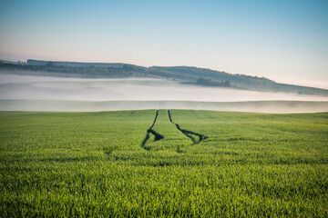 Beautiful spring foggy morning landscape