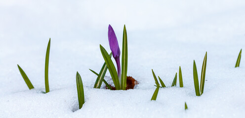Spring purple crocus in the snow in early spring