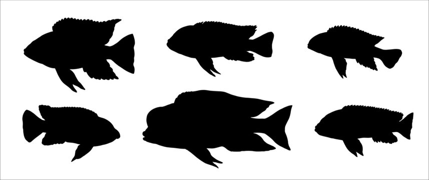 Silhouette of cichlids from the Malawi lake. Vector drawing with aquarium fish.