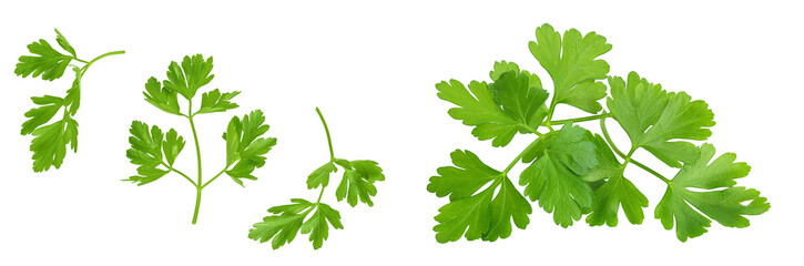 Parsley leaves isolated on white background with  full depth of field. Top view. Flat lay.