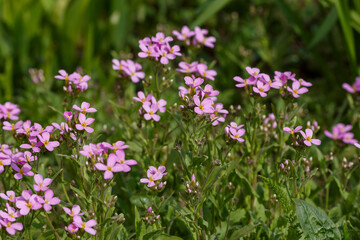 Arabis caucasica rosea in bloom in early spring time. Arabis caucasica rosea is platn for alpine garden
