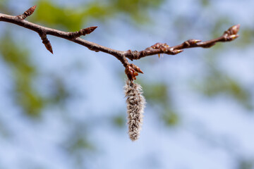 Populus tremula in early spring time. Flowering of alder in ordinary spring. Allergy to plant pollen
