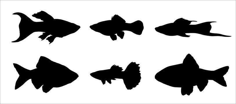 Silhouette drawing with  aquarium fish. Vector illustration with guppy, swordtail, barb and molly .