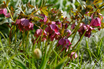 Beautiful red Helleborus in spring garden. Helleborus caucasicus in bloom in spring time