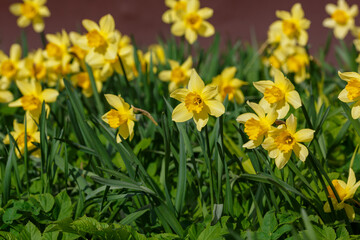Obraz premium Bright yelloww narcissus flowers. Flower bed with drift yellow. Narcissus flower also known as daffodil, daffadowndilly, narcissus, and jonquil in springtime. Bulbous plants in the garden.