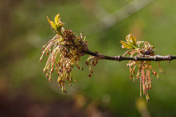The flowering of the ash tree in spring. Allergy to pollen. Ash ( lat. Fraxinus ) is a genus of...