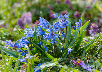  Siberian Scilla ( lat. Scilla siberica ) is a perennial herbaceous bulbous plant, ephemeroid ,...
