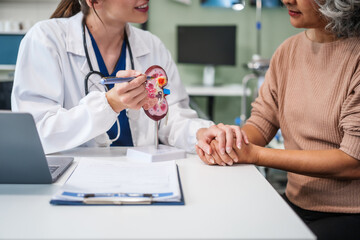 Obraz premium Caucasian woman and elderly Asian woman discuss kidney model issues like gallstones, glomerulonephritis, acute/chronic kidney disease, infections, abnormal ureters, cysts, urinary system cancer.
