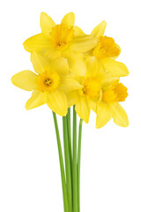 Daffodil flower or narcissus isolated on white background with full depth of field