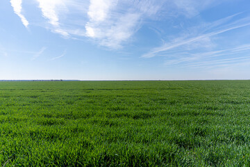 green field and blue sky