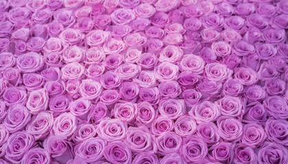 薔薇の花　紫色のバラ　背景素材　Generative AI	
