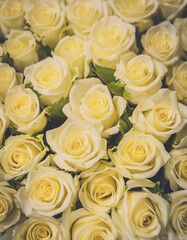 薔薇の花　幸運　黄色　背景素材　Generative AI	
