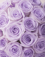 薔薇の花　紫色のバラ　背景素材　Generative AI	
