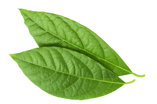 Leaf of avocado isolated on white background. Top view. Flat lay