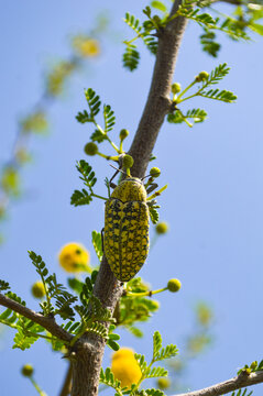yellow flowers vachellia nilotic tree, close up of animal julodis insect wildlife background