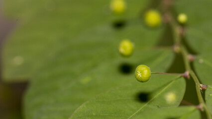 snail on a leaf