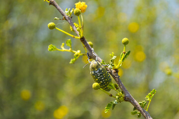 yellow flowers vachellia nilotic tree, animal julodis insect wildlife background
