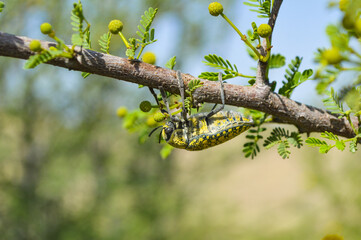 julodis animal insect on vachellia nilotica leaf, spring tree branch with buds