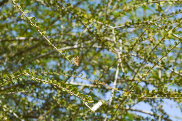 green leaves on a branch natural background summer season