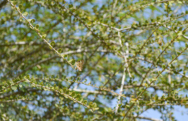 forest tree green leaves on a branch natural background summer season