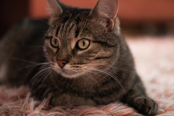 beautiful and calm cat at home