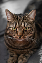 fluffy and beautiful cat looks at you