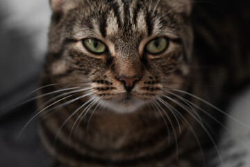 fluffy and beautiful cat looks at you