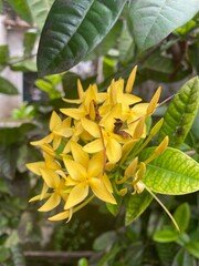 photo of plants in the forest