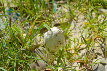 white new seasonal common fungi mushroom in the grass