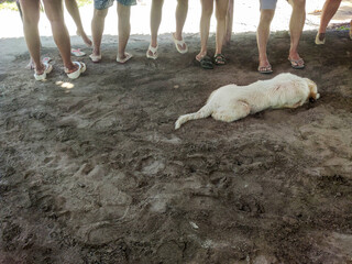 White, shaggy-furred dog