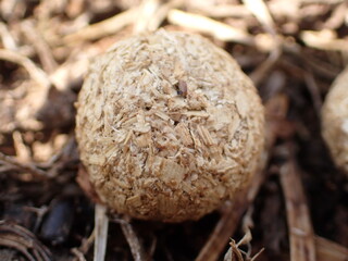 二ホンノウサギのフン