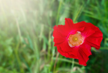 Fototapeta premium A red poppy in the green grass. Close-up. Copy space. Selective focus.