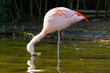 close-up portrait of african flamingo walking around in water