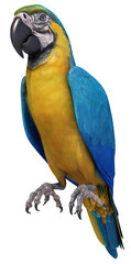 tropical ara macaw parrot blue yellow isolated © Mathias Weil