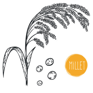Hand draw millet with seeds in monochrome sketch style. Agriculture organic food plant. Engraving vintage vector illustration.