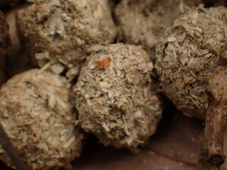 二ホンノウサギのフン