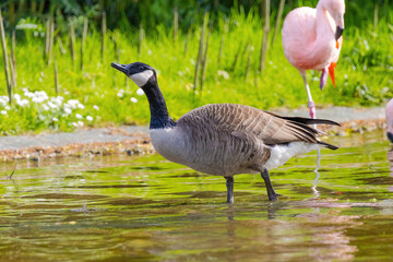 Grey wild goose, cute Water Birds Geese