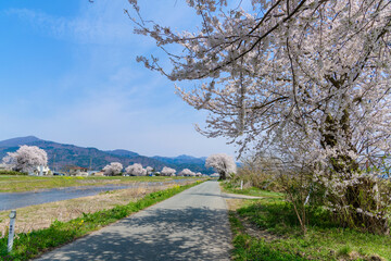 山形県 白水(しろみず)川堤防桜並木
