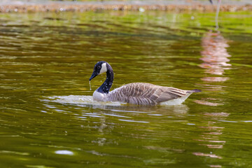 Grey wild goose, cute Water Birds Geese