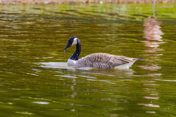 Grey wild goose, cute Water Birds Geese