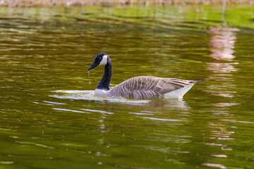 Grey wild goose, cute Water Birds Geese