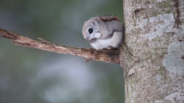 The Siberian flying squirrel (Pteromys volans) is an Old World flying squirrel ranging. This photo was taken in Hokkaido, Japan.