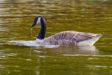 Grey wild goose, cute Water Birds Geese